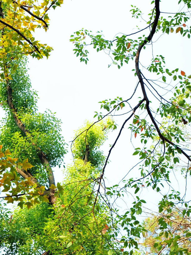長沙小眾徒步秘境 | 桃花嶺，藏在城市旁的山野趣處 