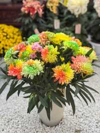開封賞菊攻略2025年絕美菊花盛宴速來打卡！
