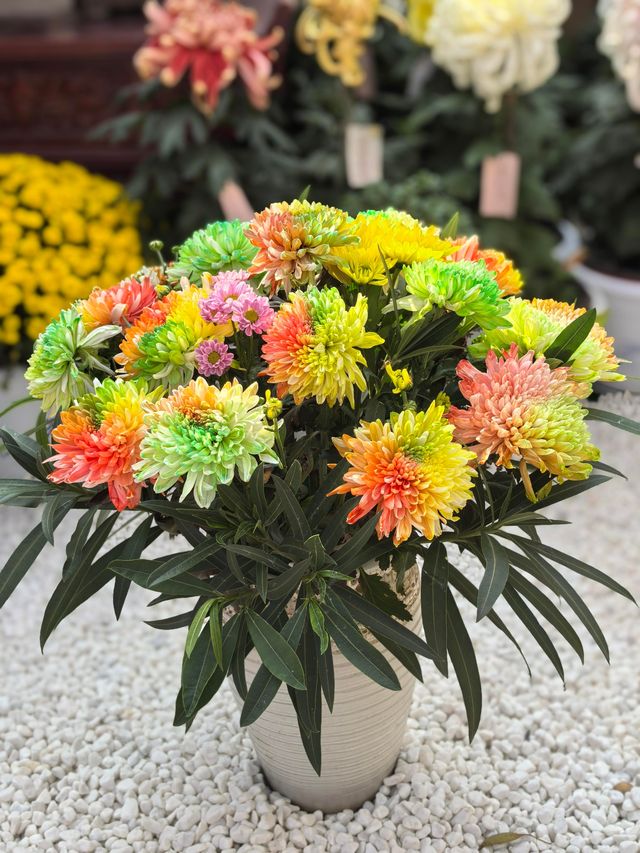 開封賞菊攻略2025年絕美菊花盛宴速來打卡！