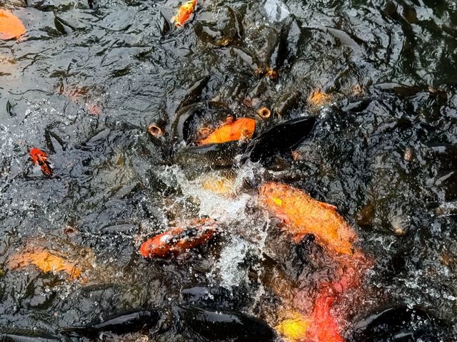 柳州人的秘密天堂柳侯公園的隱藏玩法大公開！