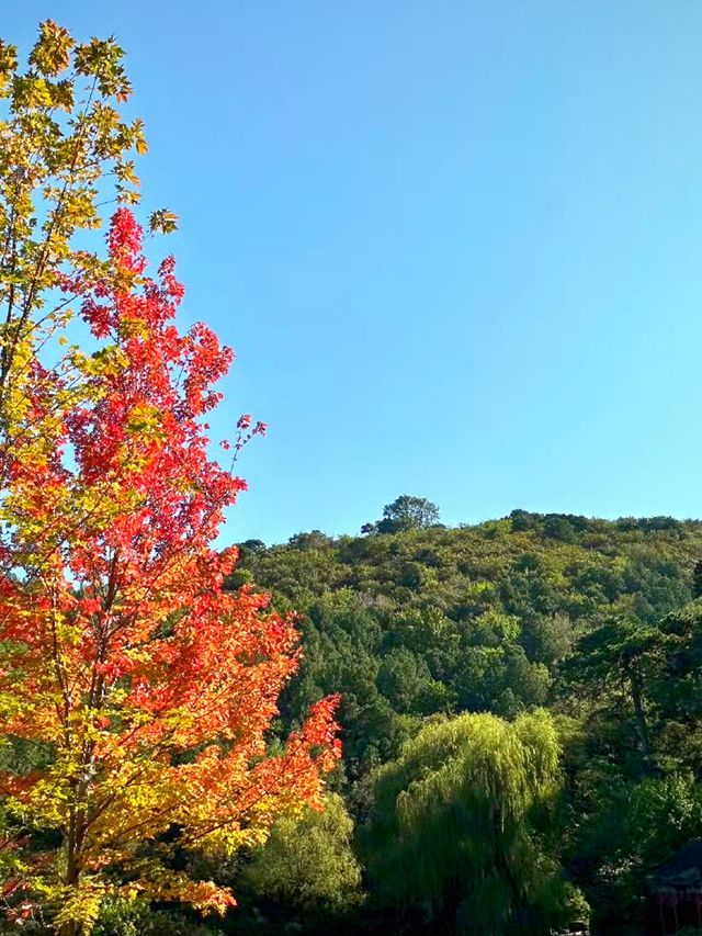 京城寶藏賞楓勝地香山公園