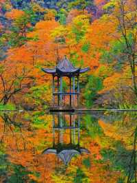 十萬畝紅葉漫山遍野，秦嶺的秋日盛宴正當時