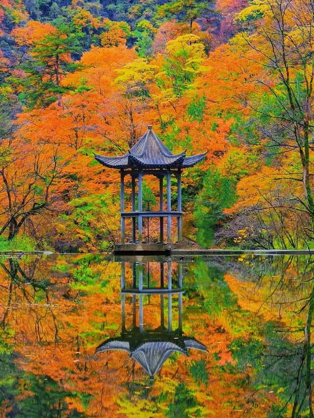 十萬畝紅葉漫山遍野，秦嶺的秋日盛宴正當時