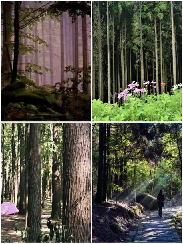 藥王谷藏於山間的養生康養地,等你探秘 藥王谷藏於山間的養生康養地,等你探秘