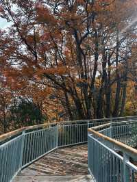 穿越掛壁公路，邂逅秦巴深山最絢爛的秋色