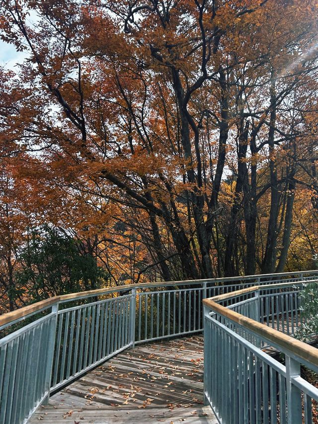 穿越掛壁公路，邂逅秦巴深山最絢爛的秋色