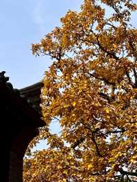 鎖死！南五臺的秋是中式美學天花板