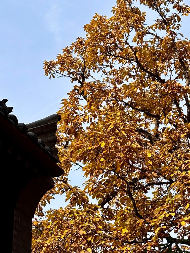 鎖死！南五臺的秋是中式美學天花板