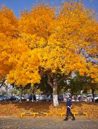 瀋陽世博園秋日漫遊｜治癒系吸氧之旅