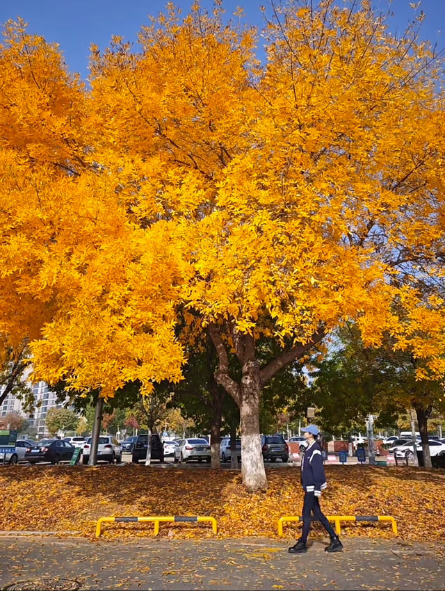 瀋陽世博園秋日漫遊｜治癒系吸氧之旅