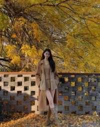 北京深秋打卡指南｜胡同裡的金色童話世界