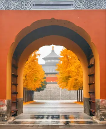 銀杏與古建絕配