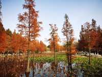 煙台深秋絕美打卡!住進希爾頓賞水杉秘境