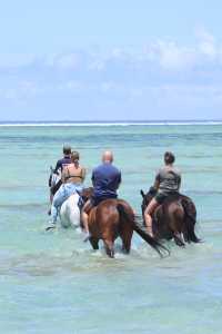Unforgettable Equestrian Adventure