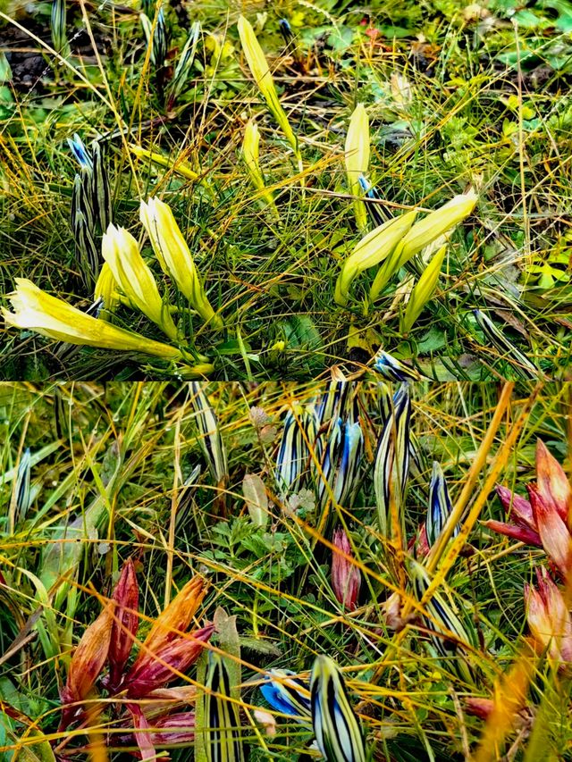 郭莽濕地,藏喺甘肅嘅夢幻仙境 郭莽濕地,藏喺甘肅嘅夢幻仙境