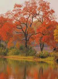 南京賞秋攻略這幾個寶藏地直接衝超出片