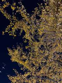 青島浪漫:洲際躺平+奧帆日出+爬山