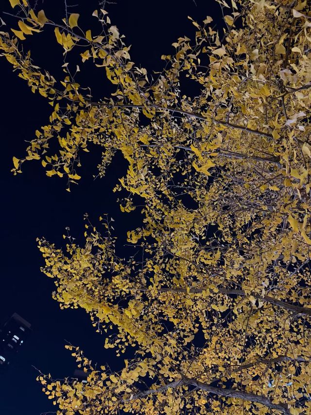 青島浪漫:洲際躺平+奧帆日出+爬山 青島浪漫:洲際躺平+奧帆日出+爬山