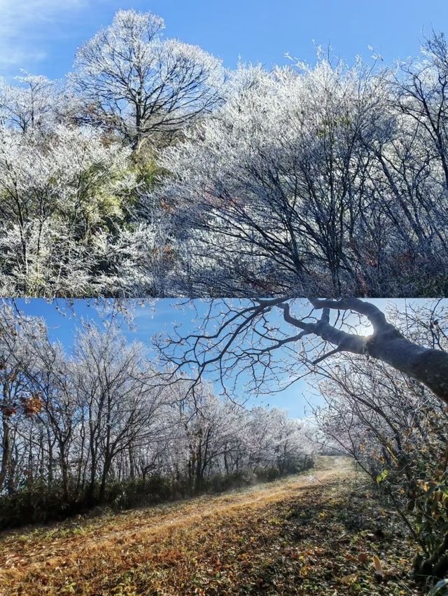龍王山霧淞仙境冬日限定的冰雪奇緣打開方式