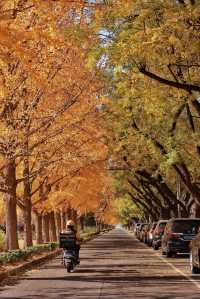 亞布力銀杏鋪秋箋，暖居枕林醉晴川
