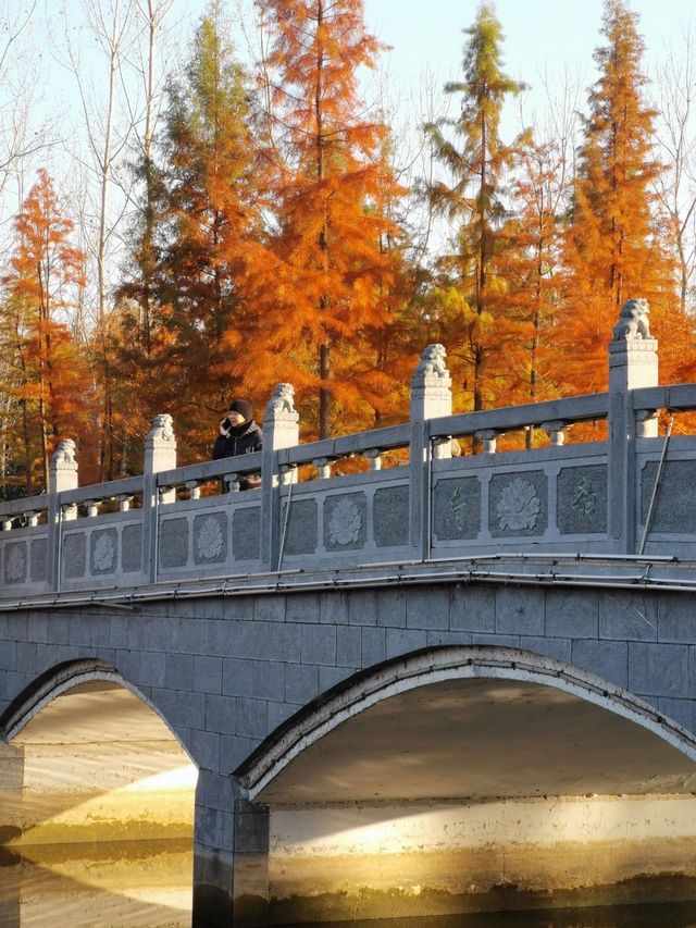 絕美水杉-洛陽伊濱區伊水遊園！