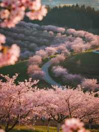 貴安櫻花園親子賞櫻攻略3月赴一場粉色童話！