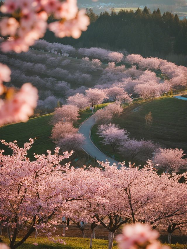 貴安櫻花園親子賞櫻攻略3月赴一場粉色童話！