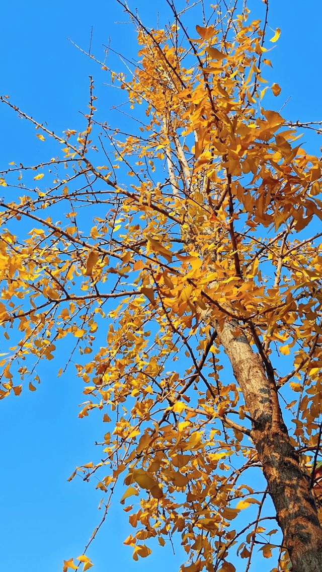 泉州承天寺銀杏限定12月開掛式絕美打卡指南！