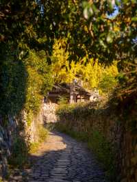 溫州百年銀杏樹已黃且牢固