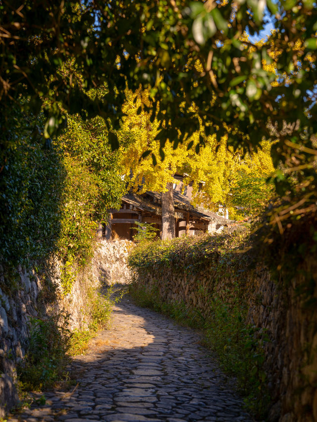 溫州百年銀杏樹已黃且牢固 溫州百年銀杏樹已黃且牢固