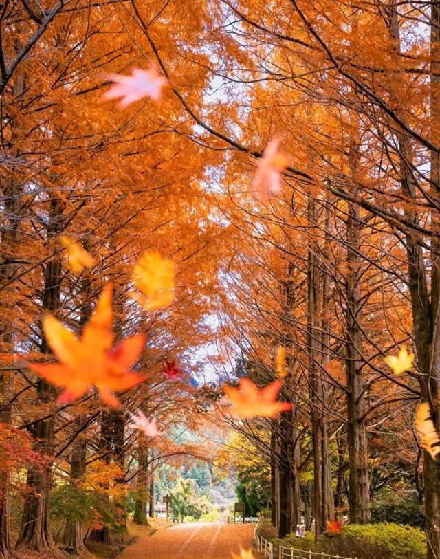 日本賞楓全攻略從北海道到九州，私藏這樣打卡最絕美！