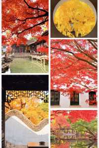 12月初實探｜無錫惠山古鎮，邂逅一場盛大的江南深秋