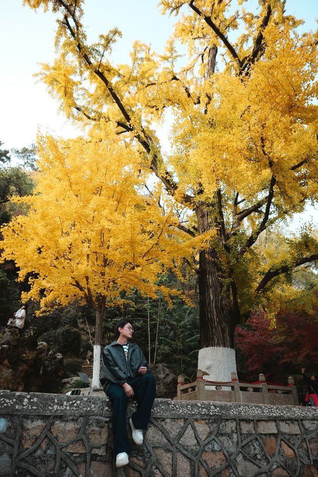 松下S9超絕濾鏡|亭林園銀杏簡直不要太出片 松下S9超絕濾鏡|亭林園銀杏簡直不要太出片