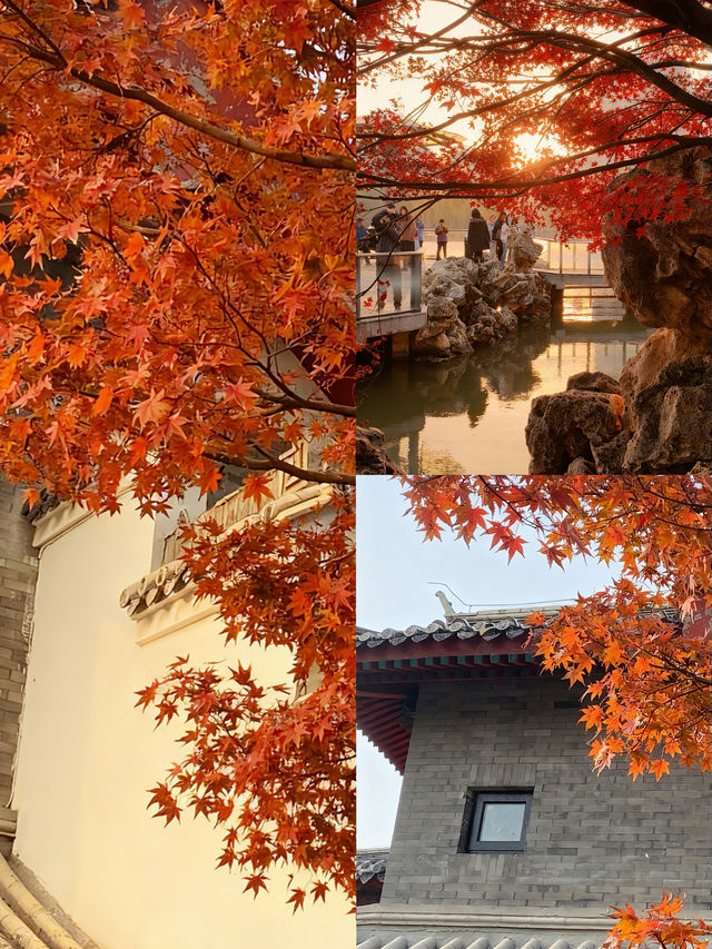 北京私藏免費秋景!600年古城牆配紅楓,美到窒息 北京私藏免費秋景!600年古城牆配紅楓,美到窒息