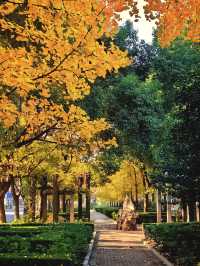 一場落在肇嘉浜路中的銀杏雨。