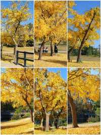 怕你們錯過!再次提醒:共青銀杏濃度已超標