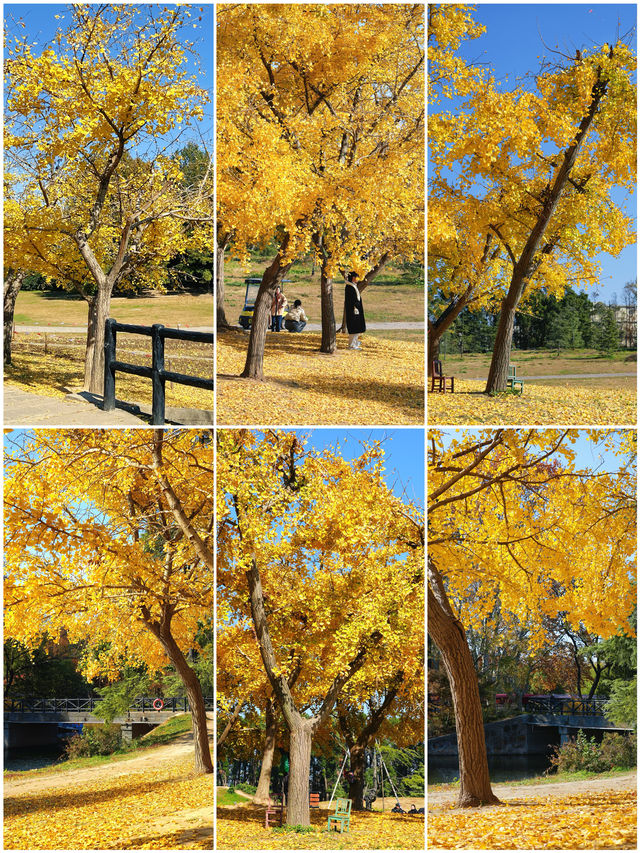 怕你們錯過!再次提醒:共青銀杏濃度已超標 怕你們錯過!再次提醒:共青銀杏濃度已超標