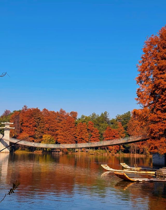 武漢的秋天還是太權威了······ 武漢的秋天還是太權威了······