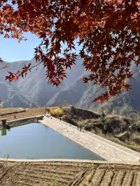 今日實況,指南村的楓葉紅了