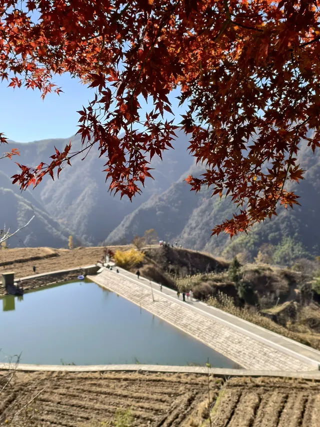 今日實況,指南村的楓葉紅了 今日實況,指南村的楓葉紅了