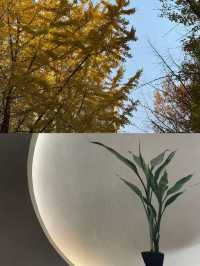 在雲南曲靖的富源縣,藏著一座小而美的古城,這裡的文旅資源雖不算豐富,卻處處透著滇東地區的獨特韻味。本