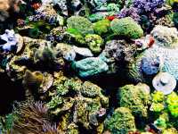 Coral Kingdom Calling: Your Ultimate Great Barrier Reef Snorkel Adventure