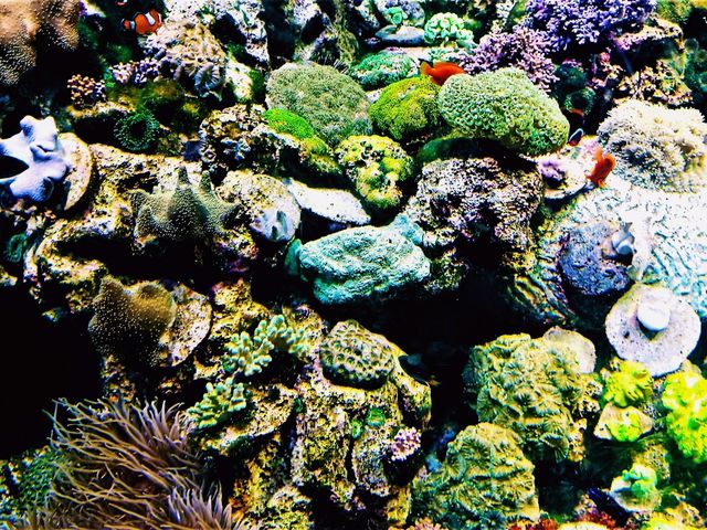 Coral Kingdom Calling: Your Ultimate Great Barrier Reef Snorkel Adventure