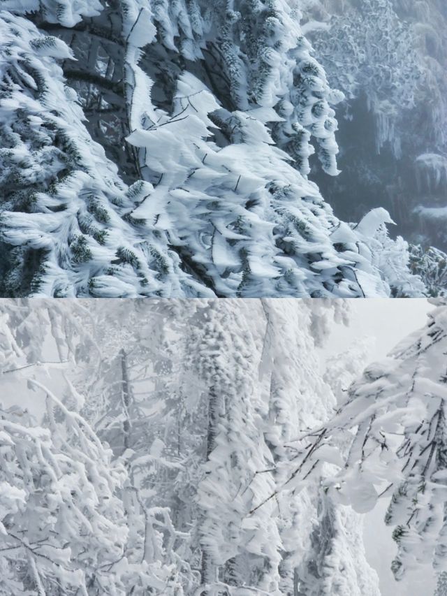 踏雪而上,赴轎子雪山的白頭之約 踏雪而上,赴轎子雪山的白頭之約