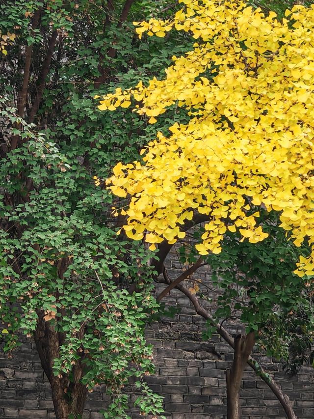 西安城牆賞秋好去處 西安城牆賞秋好去處