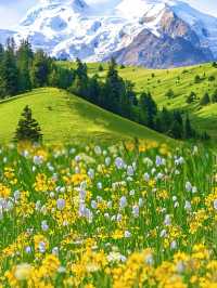 川西花海雪山秘境