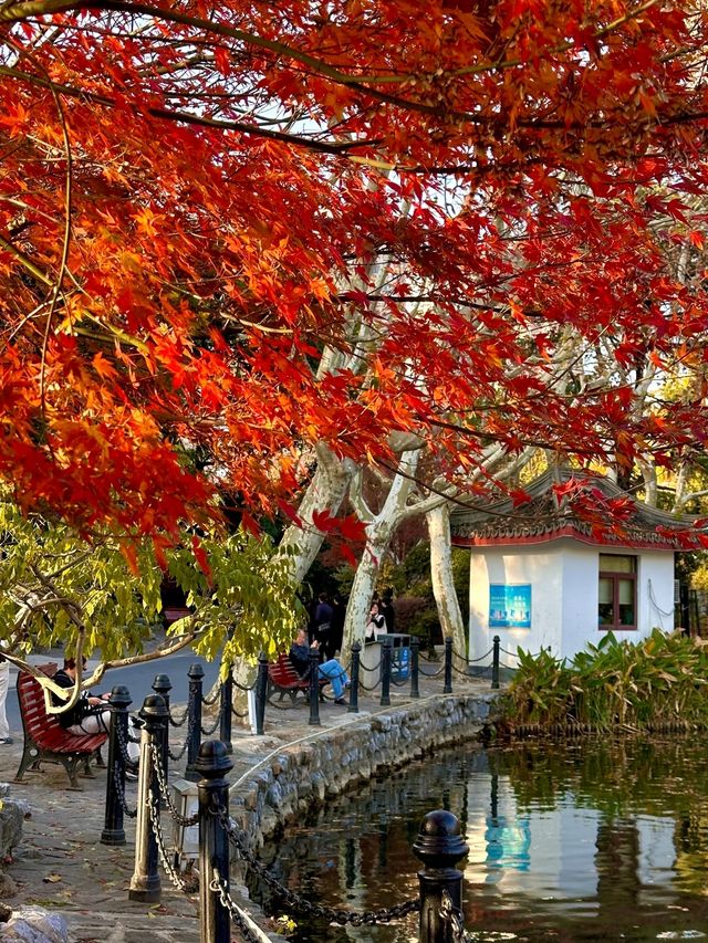 上海魯迅公園｜初冬限定！這片紅楓林美到窒息
