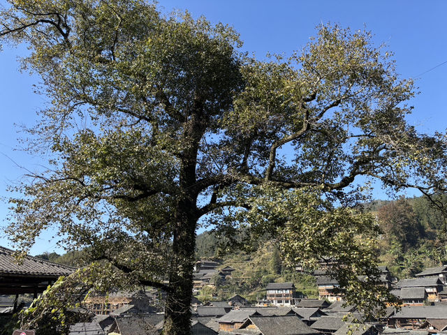 大利侗寨一日遊 大利侗寨一日遊