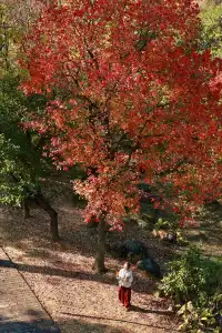 柳州 | 深秋的烏桕樹是白天裡綻放的煙火