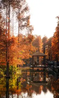 上海這裡的水杉林已到最佳觀賞期